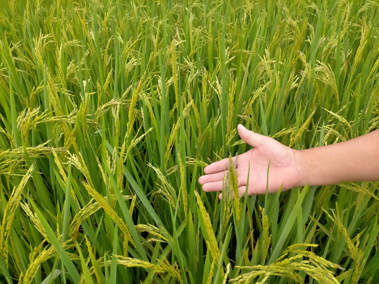 LƯƠNG THỰC MS THIÊN NGỌC