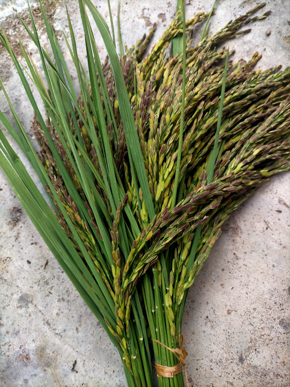 LƯƠNG THỰC MS THIÊN NGỌC