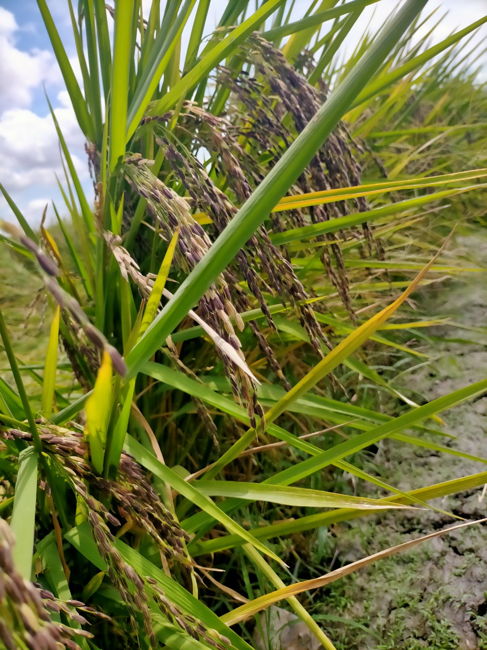 LƯƠNG THỰC MS THIÊN NGỌC