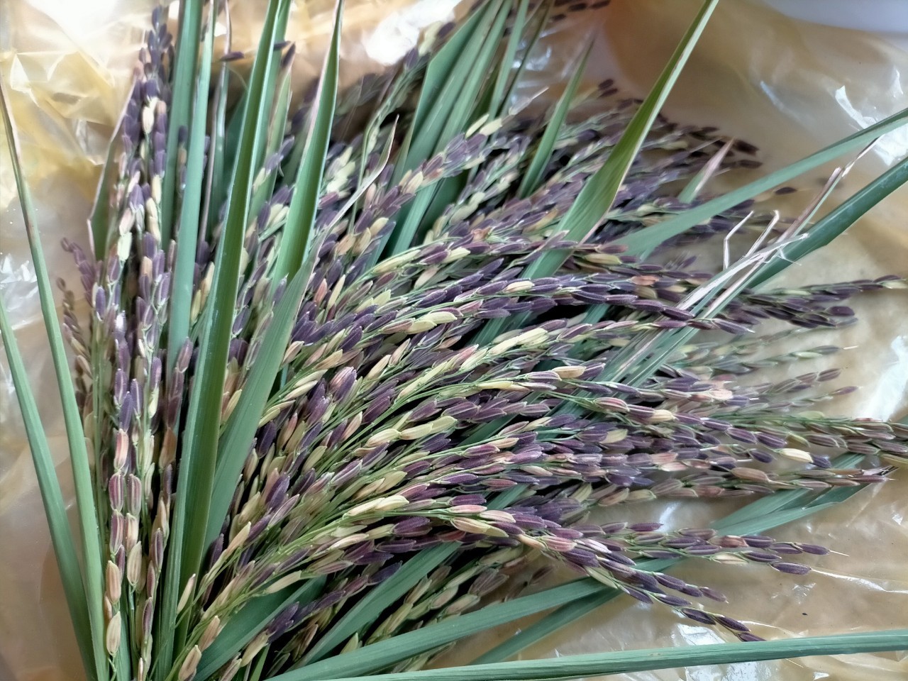 LƯƠNG THỰC MS THIÊN NGỌC