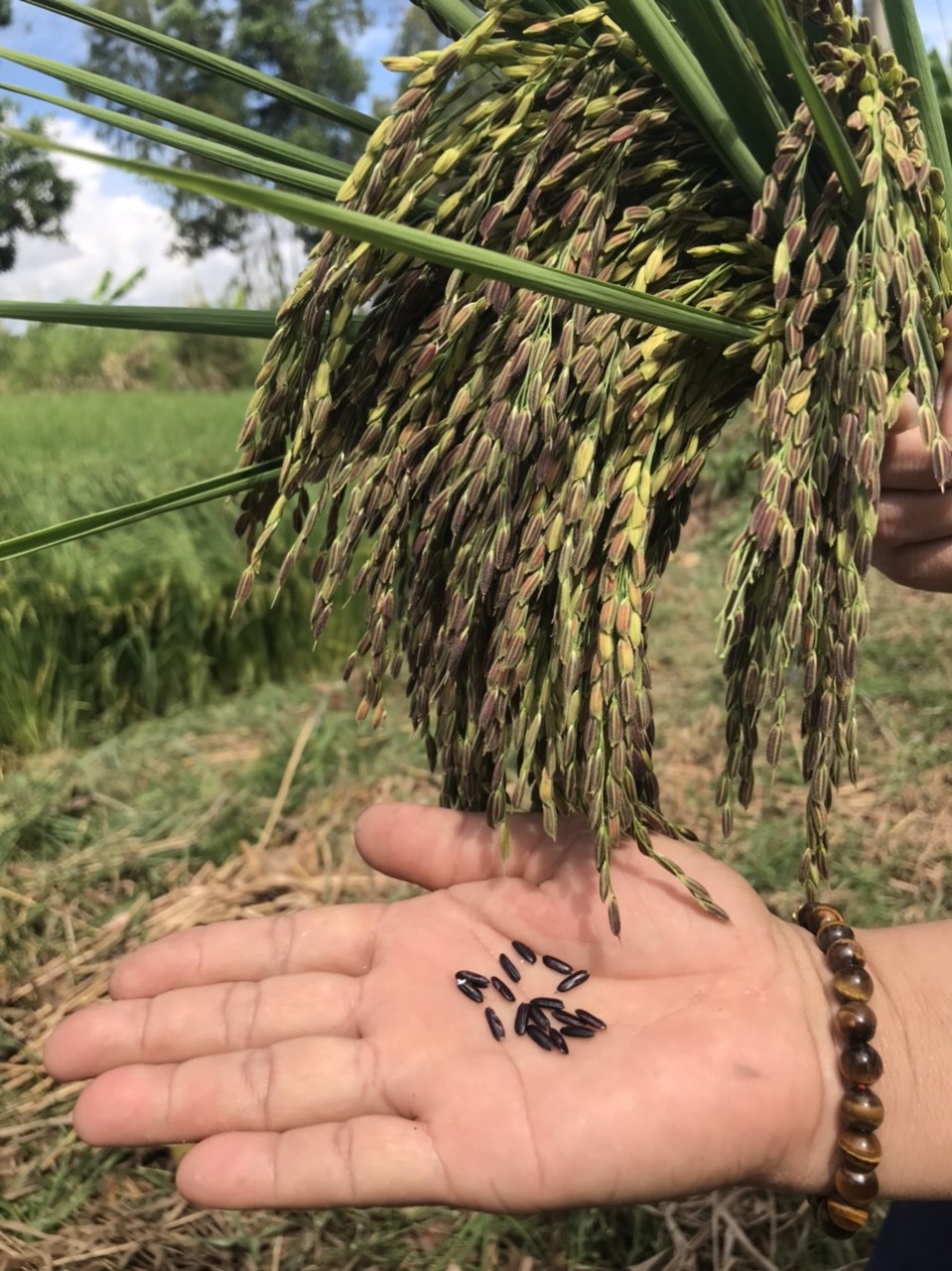 LƯƠNG THỰC MS THIÊN NGỌC