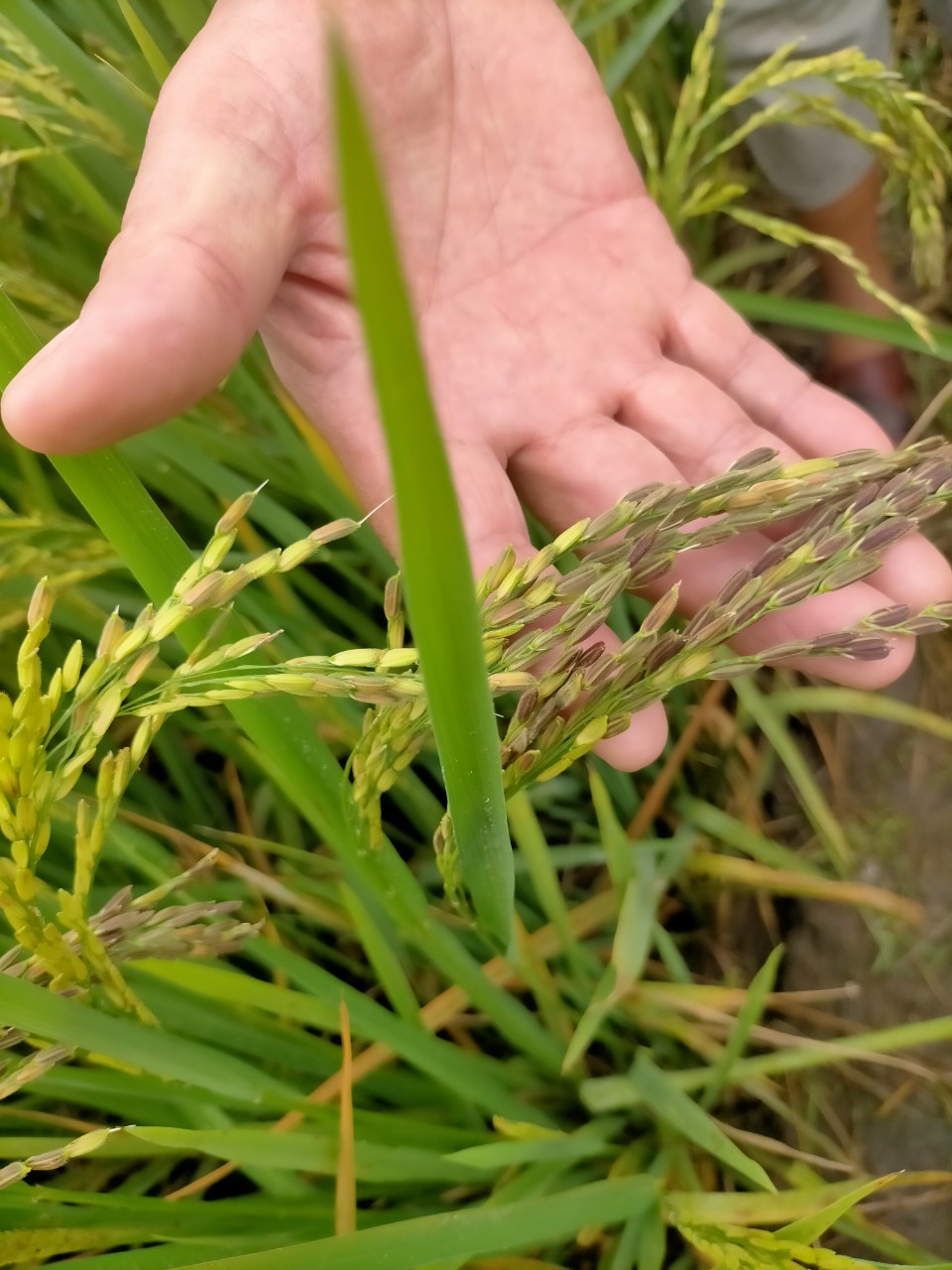 LƯƠNG THỰC MS THIÊN NGỌC