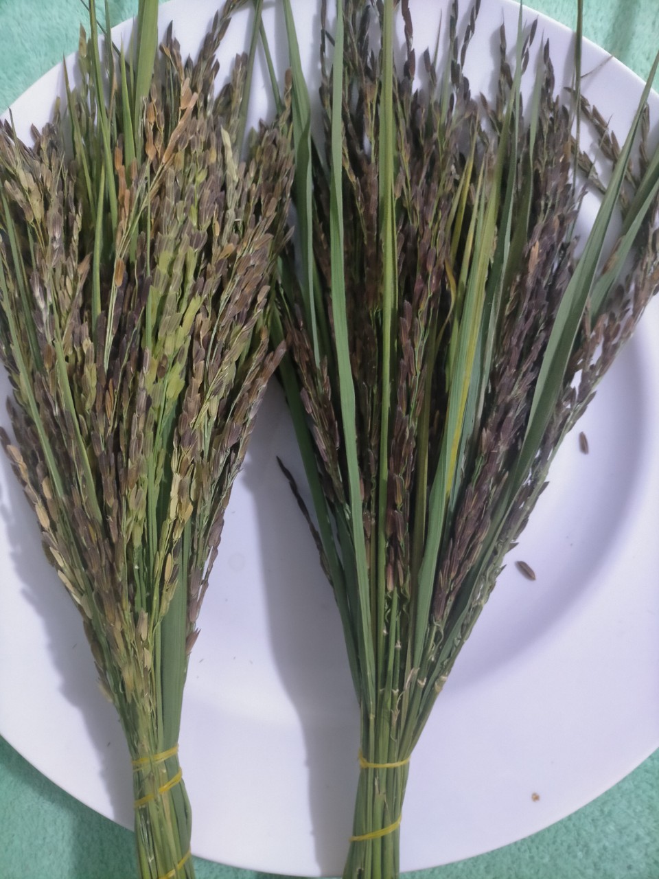 LƯƠNG THỰC MS THIÊN NGỌC