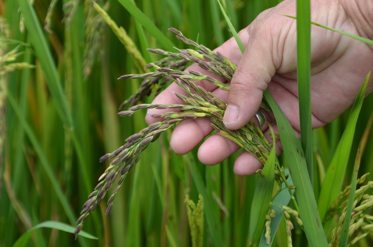 LƯƠNG THỰC MS THIÊN NGỌC