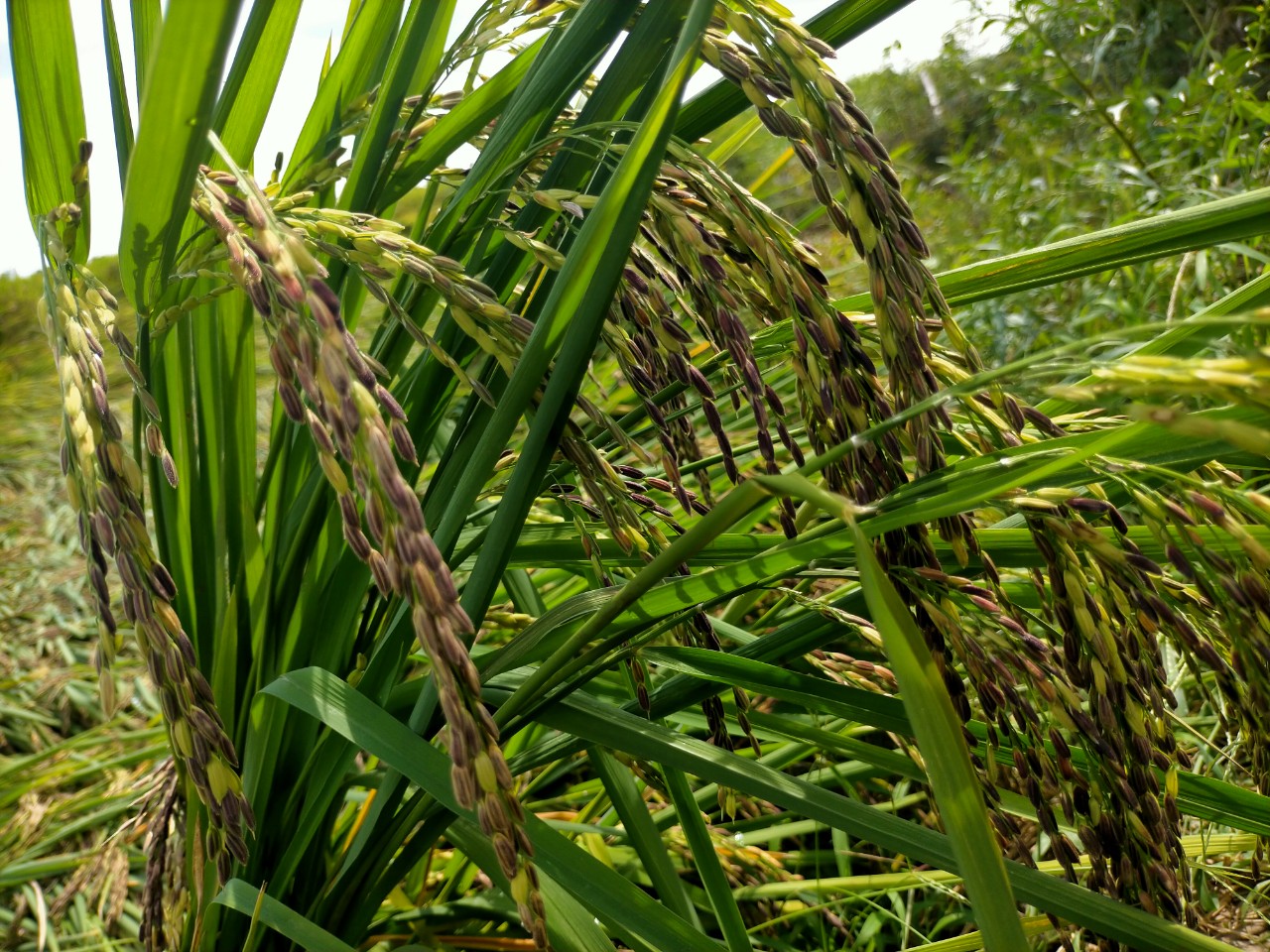 LƯƠNG THỰC MS THIÊN NGỌC