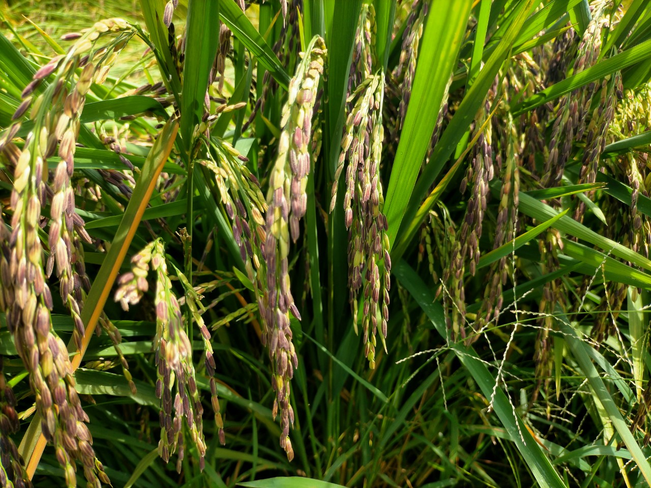 LƯƠNG THỰC MS THIÊN NGỌC