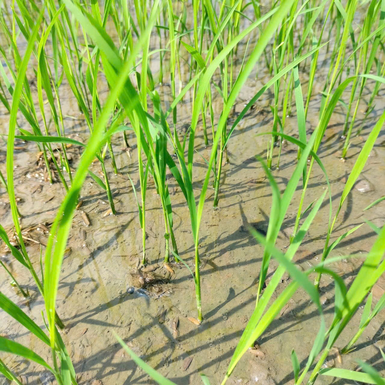 LƯƠNG THỰC MS THIÊN NGỌC