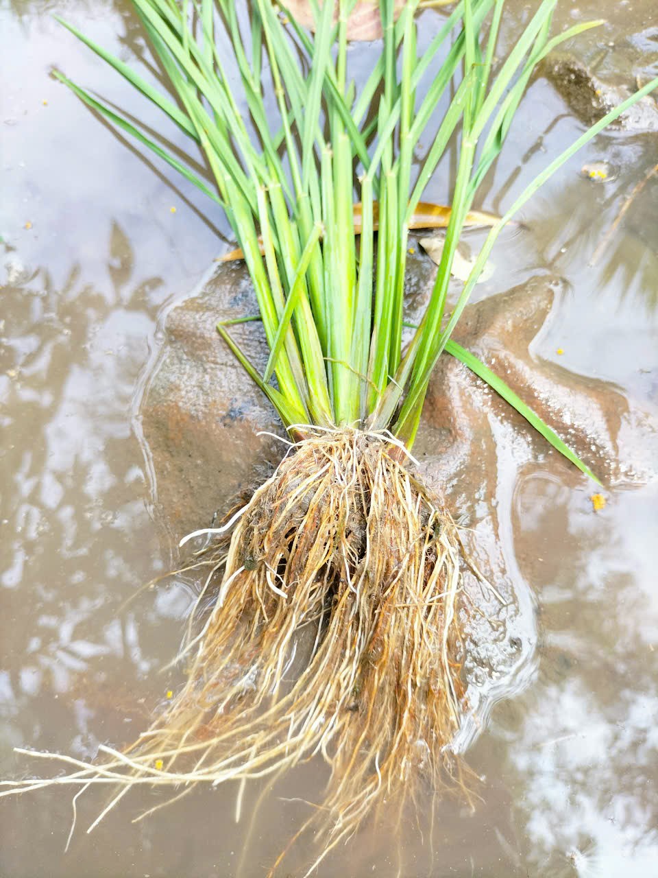 LƯƠNG THỰC MS THIÊN NGỌC