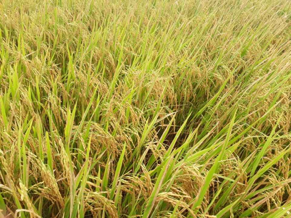 LƯƠNG THỰC MS THIÊN NGỌC