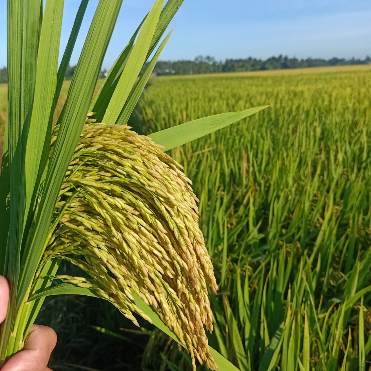 LƯƠNG THỰC MS THIÊN NGỌC