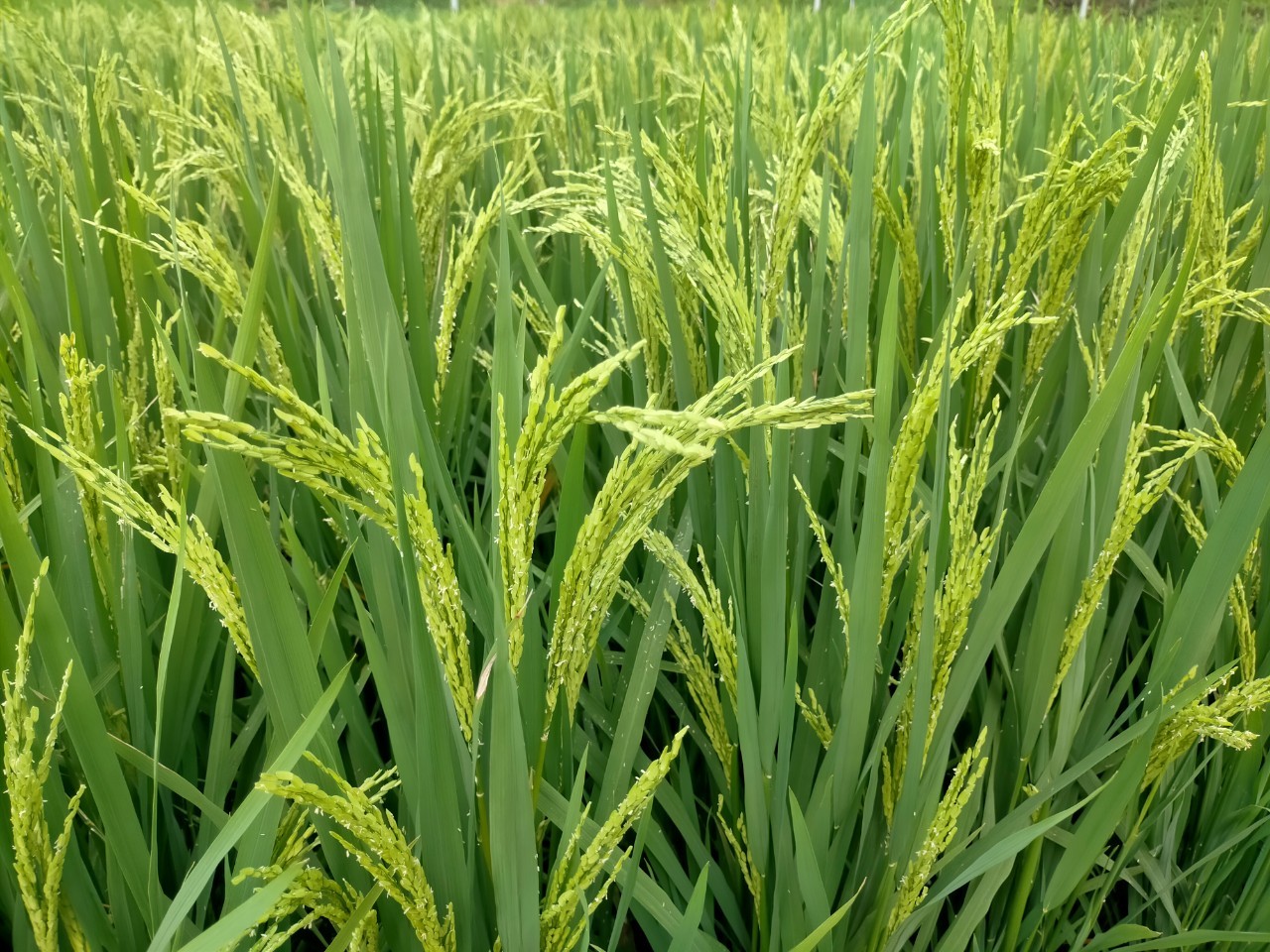 LƯƠNG THỰC MS THIÊN NGỌC