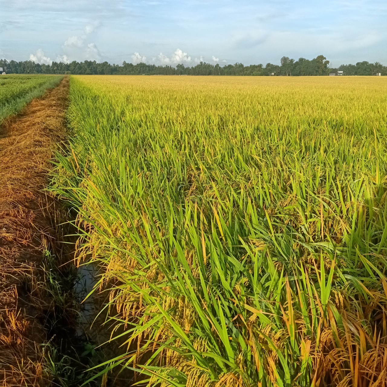 LƯƠNG THỰC MS THIÊN NGỌC