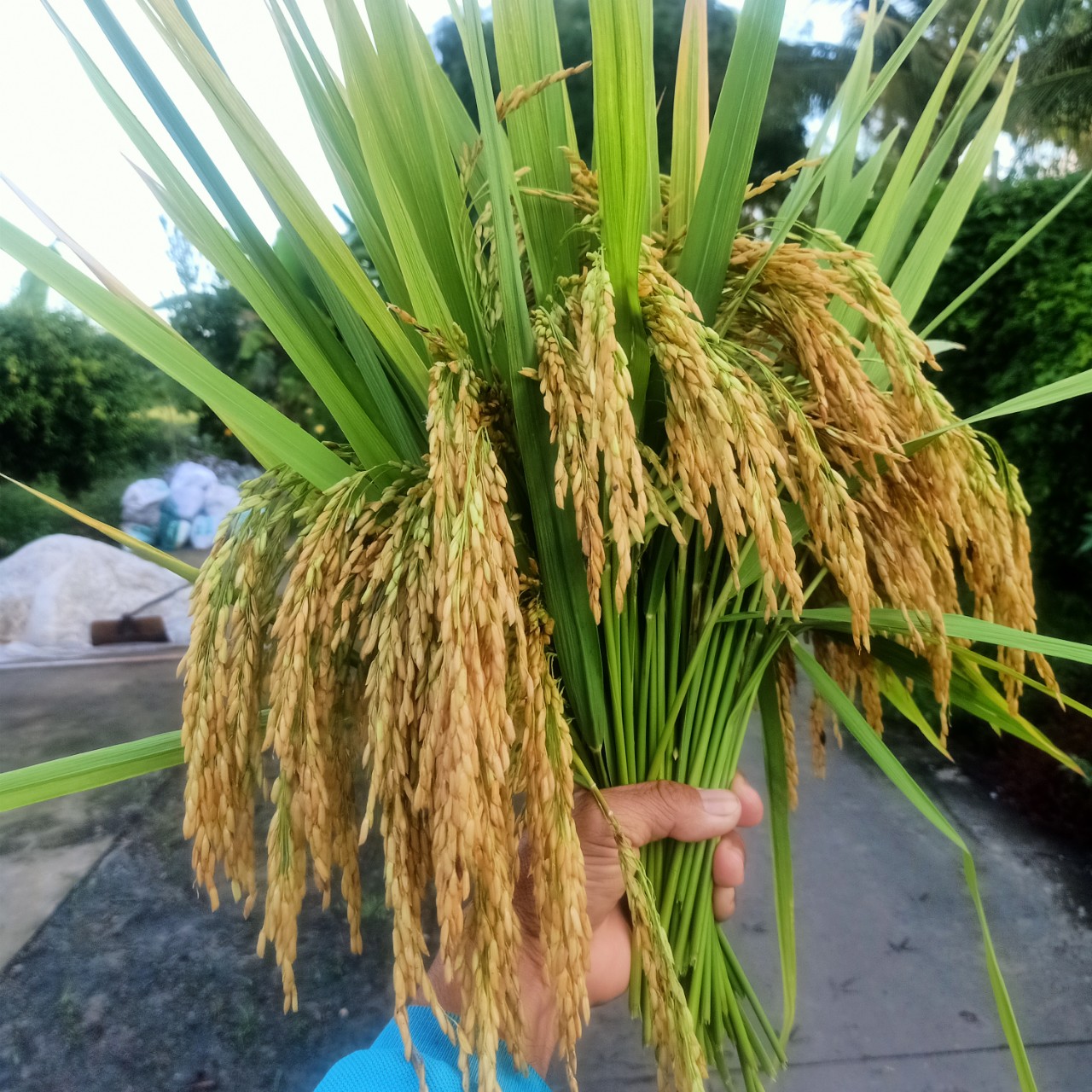 LƯƠNG THỰC MS THIÊN NGỌC