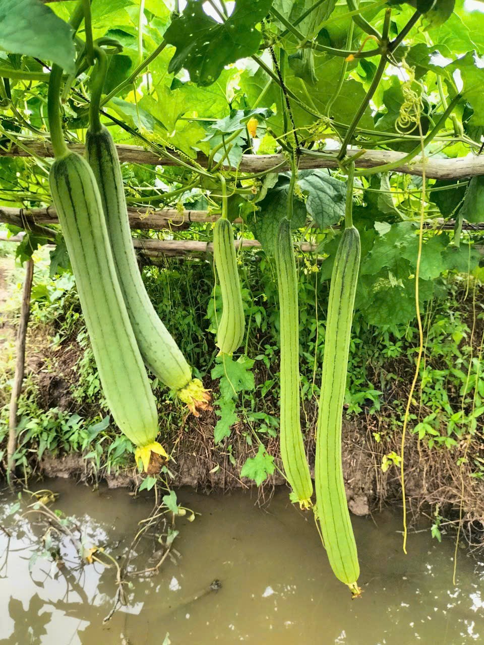 LƯƠNG THỰC MS THIÊN NGỌC