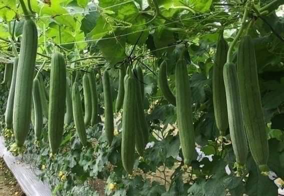 LƯƠNG THỰC MS THIÊN NGỌC