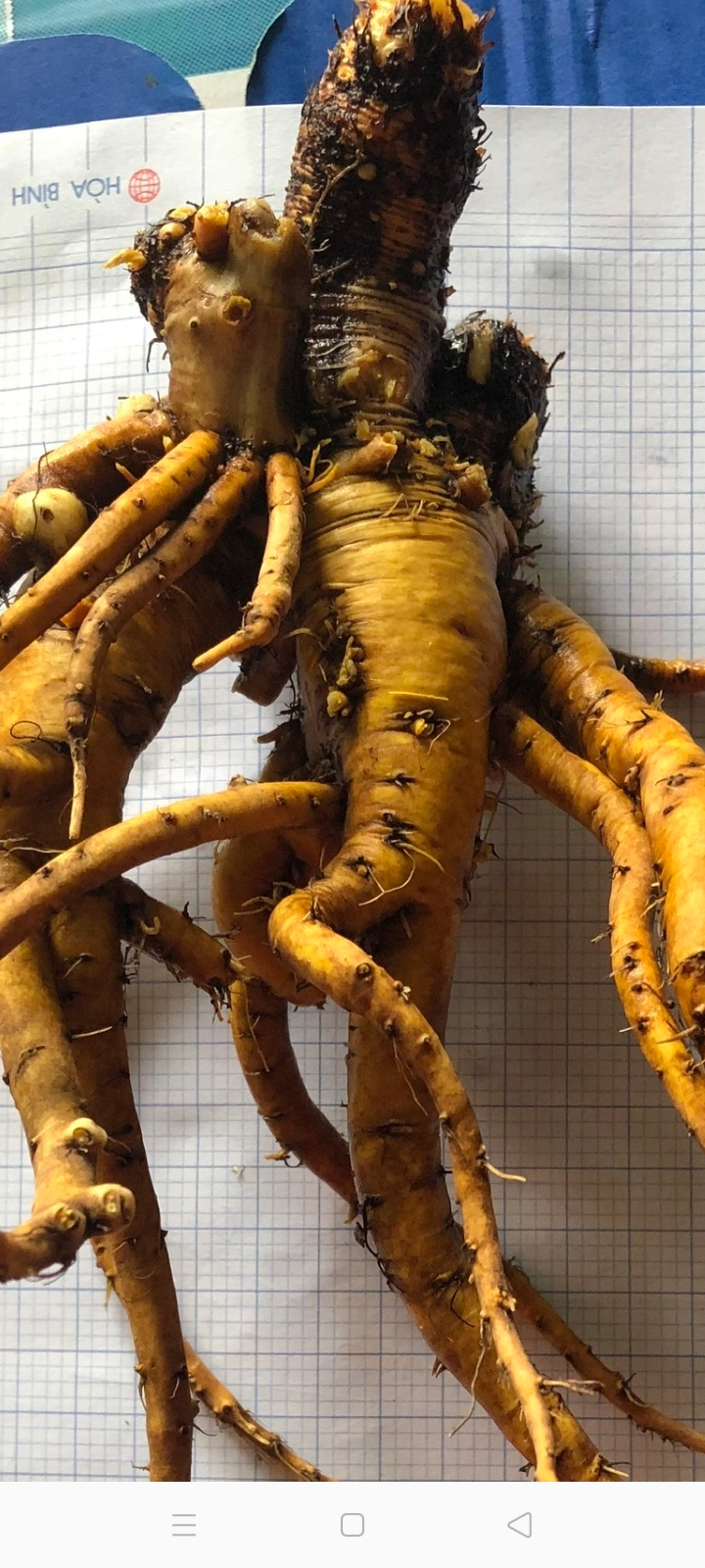 LƯƠNG THỰC MS THIÊN NGỌC