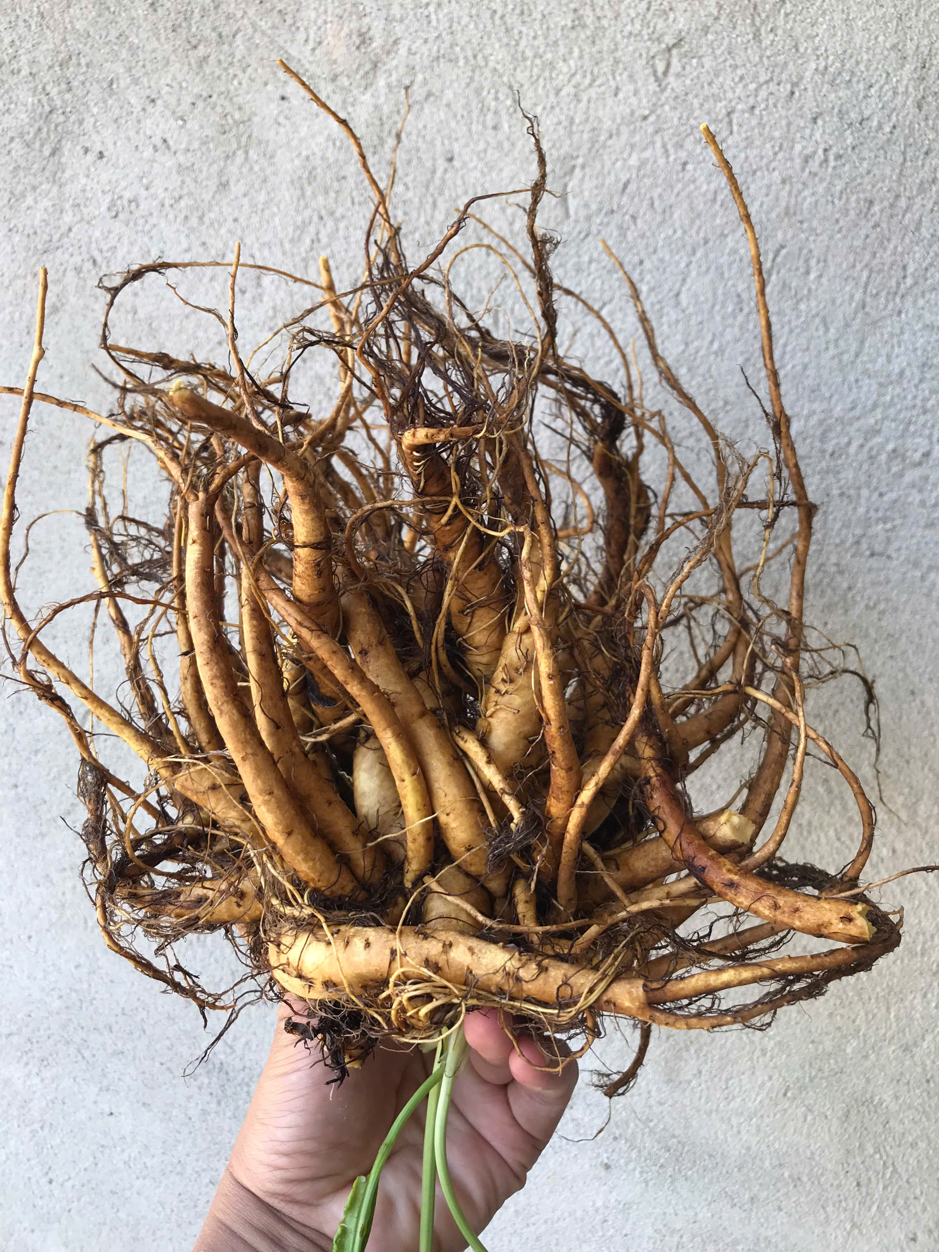 LƯƠNG THỰC MS THIÊN NGỌC